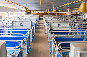  farrowing crates