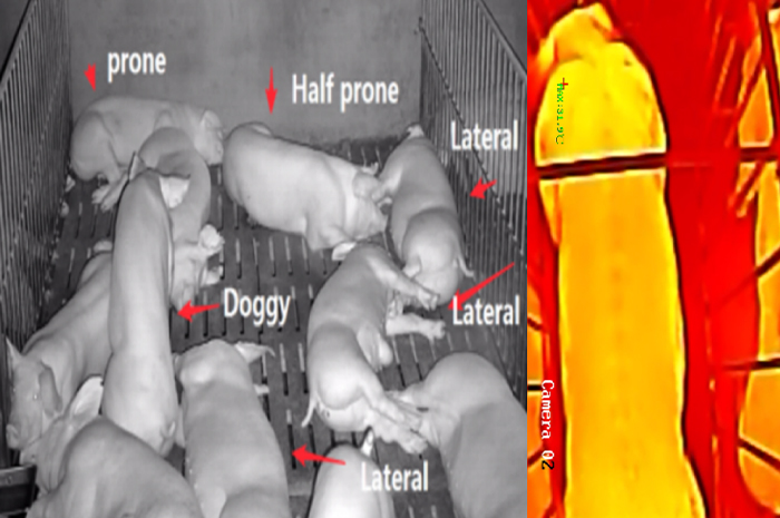 Intelligent inspection track robot