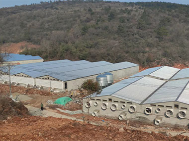 2022 Hubei Nanzhang 2400 sows Project 