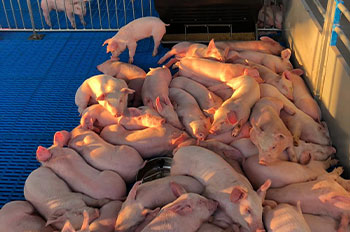 Measures to Improve the Survival Rate of Piglets