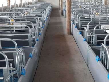 500 sow pig farm projects in the year 2019