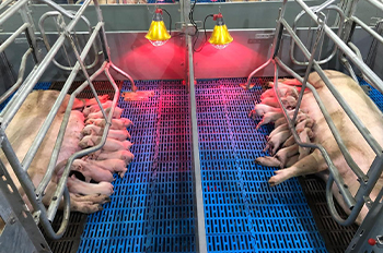 How to reduce piglet mortality