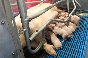 Advantages of sow farrowing crates