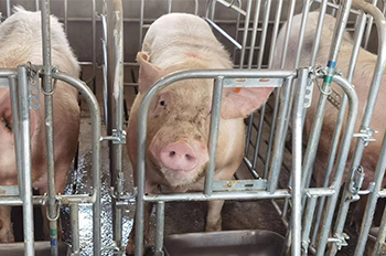 benefits-of-breeding-sows-and-piglets-together