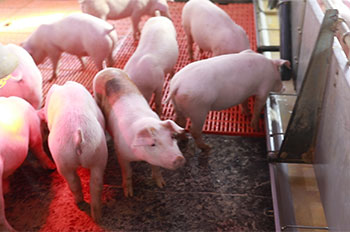 Precautions for pig farm disinfection