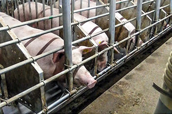 How to prevent feed mold when raising pigs in spring?