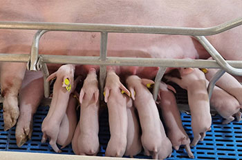 Why do sows bite piglets?