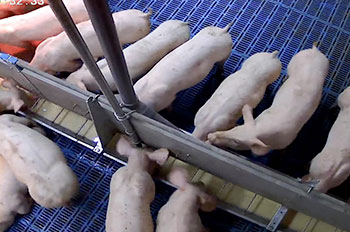 Causes of slow growth in piglets