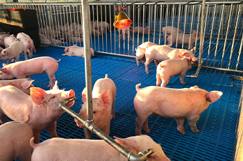 pig farm equipment