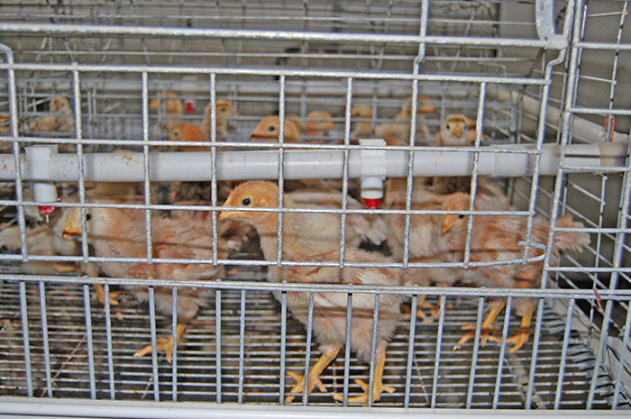 Type A chicken layer cage