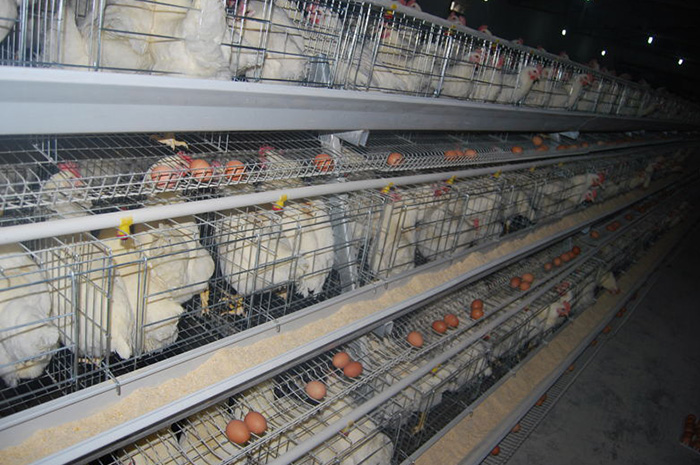 Type A chicken layer cage