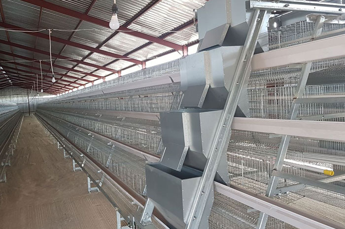 Automatic Feeding System for A and H type chicken cage