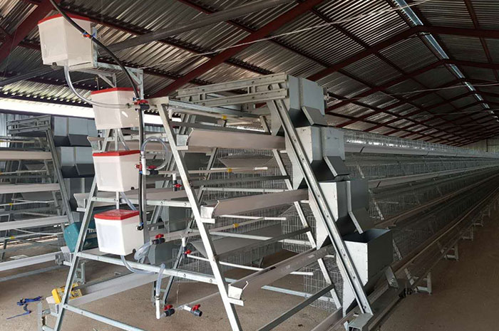 Automatic Feeding System for A and H type chicken cage