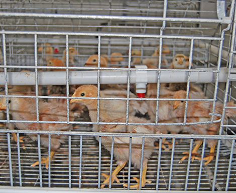 Pullet Cage